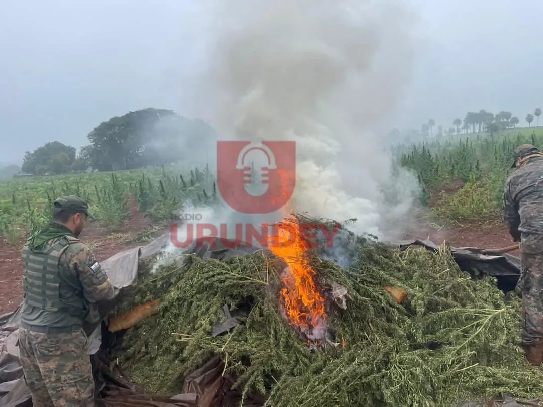 Destruyen ocho hectáreas de plantaciones de marihuana en Capitán Bado