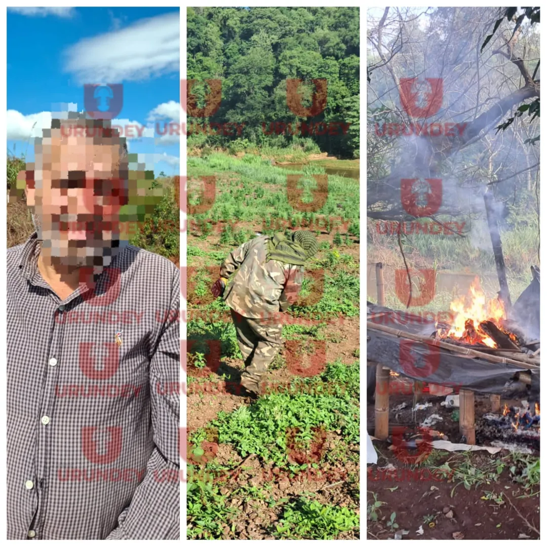 SENAD anula seis hectáreas de marihuana en Capitán Bado y detienen a un sexagenario