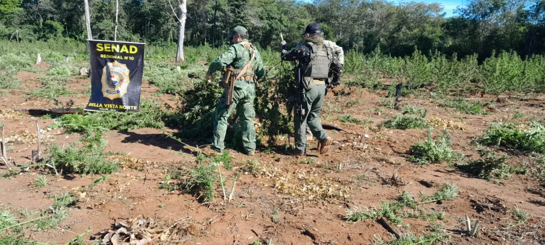 SENAD de Bella Vista Norte erradica 15 toneladas de marihuana en ex Puentesiño