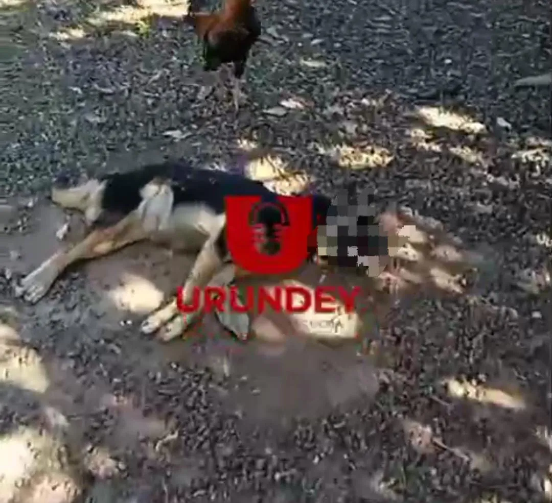 Mujer denuncia presunto envenenamiento masivo de sus mascotas en Pedro Juan Caballero