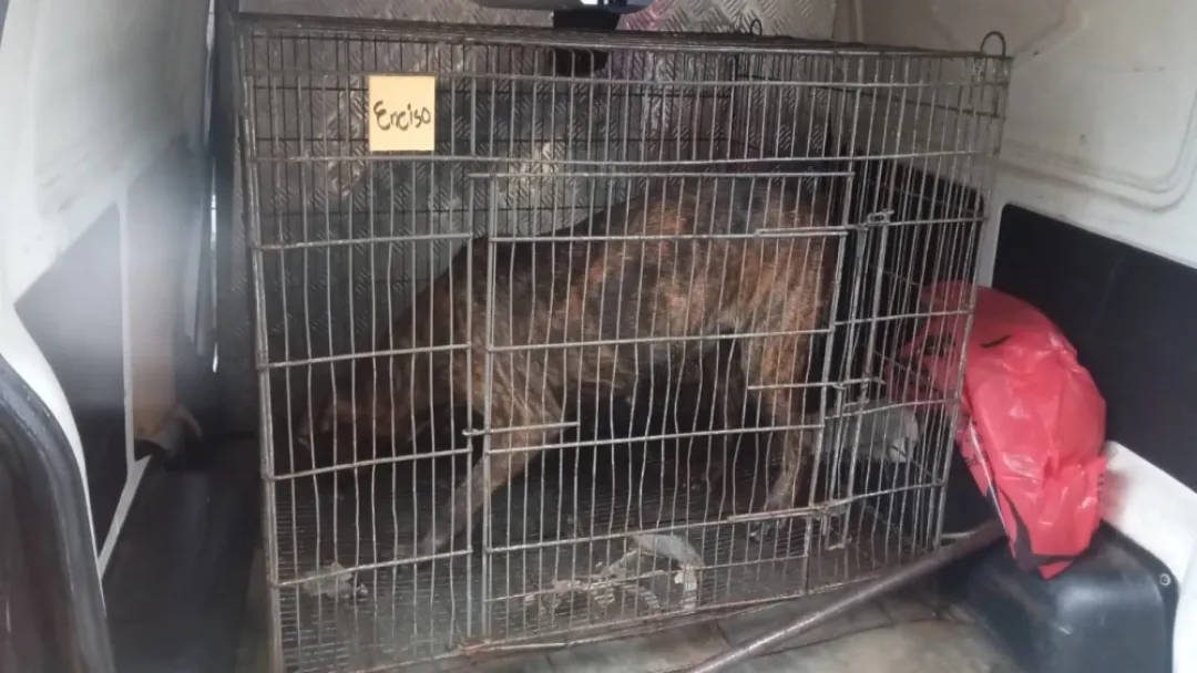 Mortal ataque de pitbulls: Dueño de perros es un abogado que tenía orden de captura y fue detenido