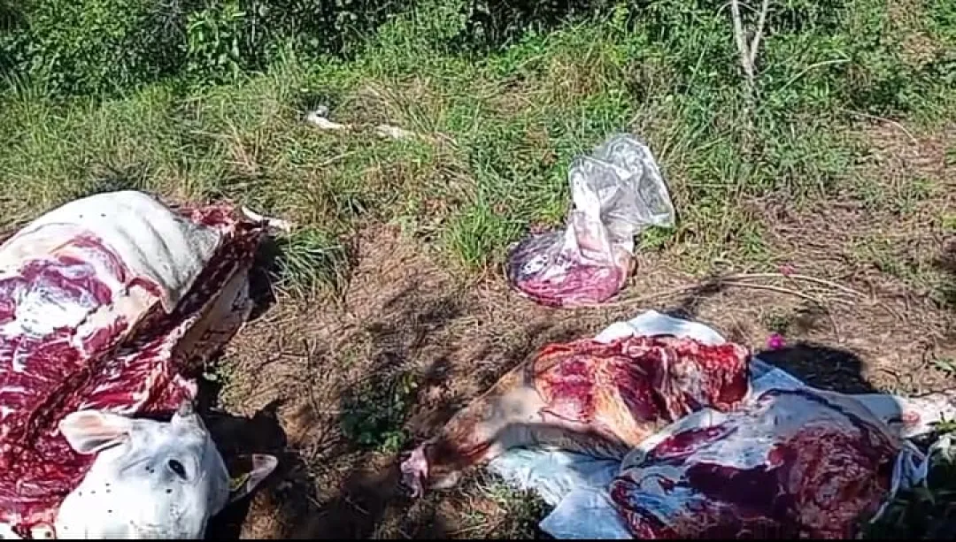 Incesante ola de abigeatos preocupa a ganaderos en la frontera del pantanal brasileño