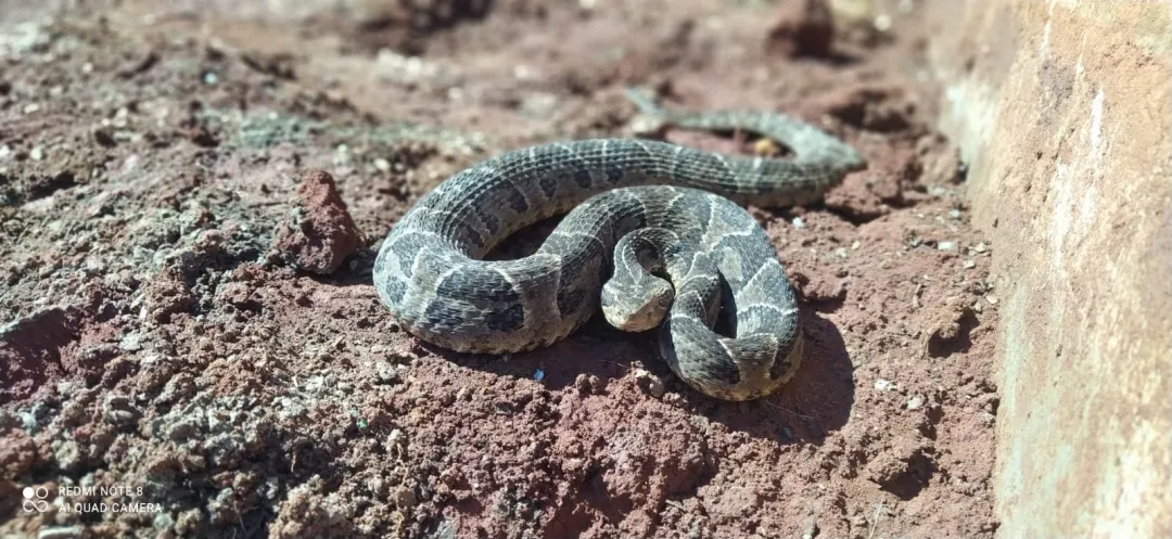 Nativo fue mordido por una serpiente en Capitán Bado