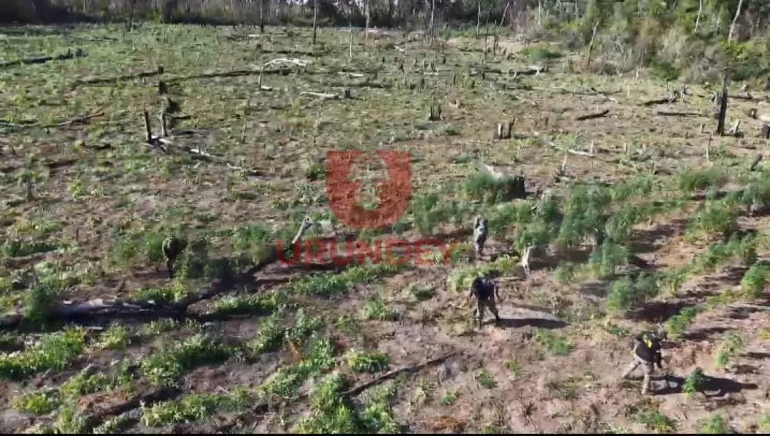 Antinarcóticos destruye 12 hectáreas de plantaciones de marihuana en Bella Vista