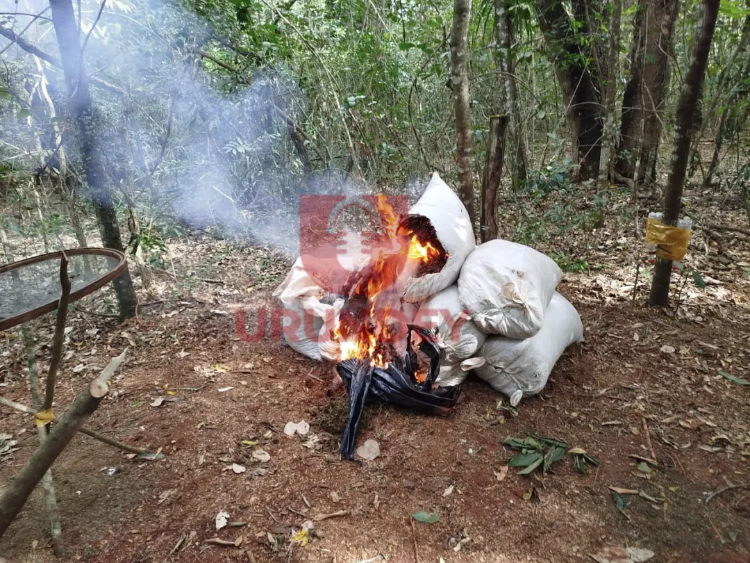 SENAD destruye más de 8 toneladas de marihuana en zona boscosa de Pedro Juan Caballero