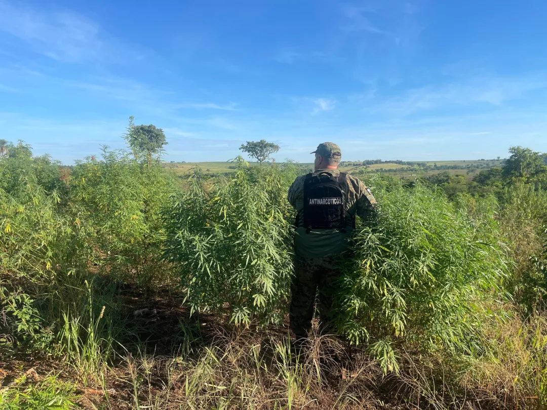 Destruyen once hectáreas de plantaciones de marihuana en Capitán Bado