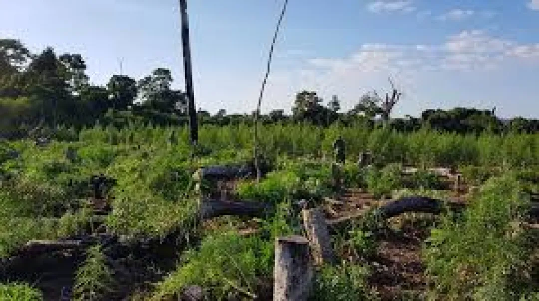 Destruyen 15 hectáreas de plantación de marihuana en comunidad indígena de Amambay